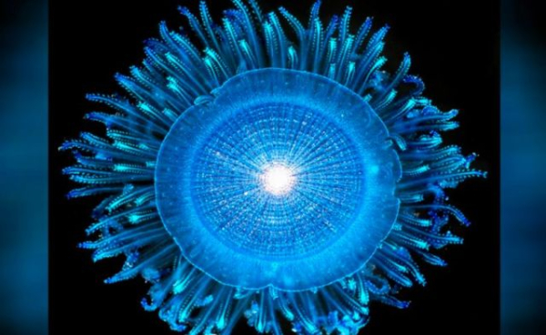 A blue button in the genus Porpita is a colony of polyps that floats on the ocean&#039;s surface.