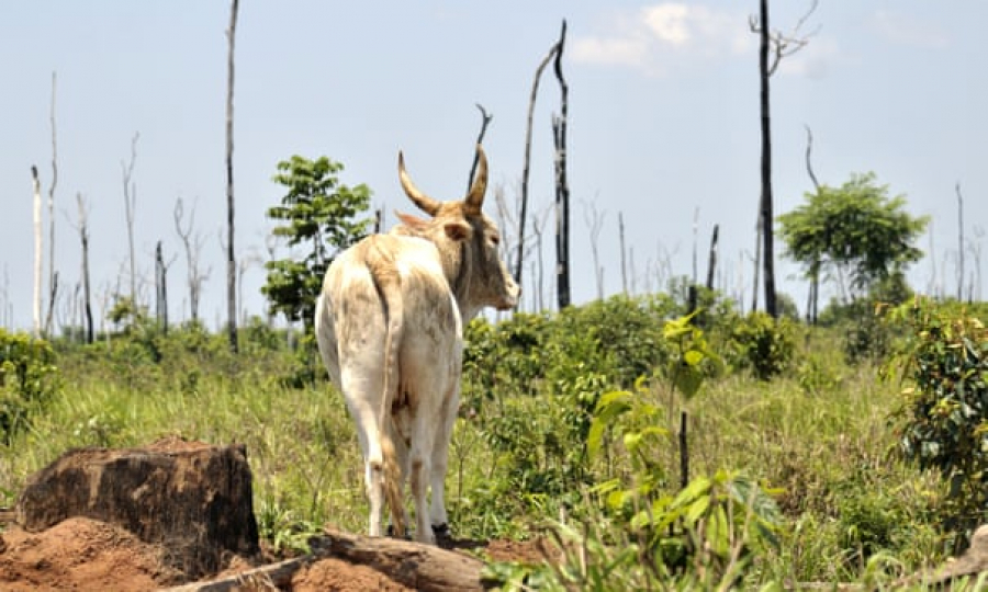 Vast areas of the Amazon rainforest are being burned and cleared for grazing cattle
