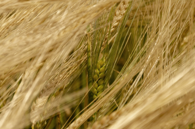 Climate change effects on crop evapotranspiration
