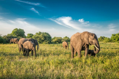 Elephants at Chobe National Park African in Kasane