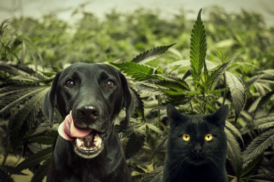 Cannabis in Veterinary Medicine